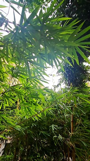 1K views · 9.3K reactions | ❤️❤️ . . . #reelsinstagram #reels #reelitfeelit #oldisgold #oldsongs #melody #songs #bollywoodsongs #oldmovies #instagood #instadaily #likesforlike #explorepage #explorepage✨ #explore #explorar #exploretheworld #oldsongsvibes #positivity #oldsongs #Bollywood | Shweta Raj | Facebook