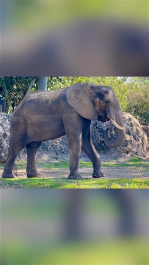 Most people don’t know about these affordable tours at Disney World.