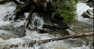 Mountain waterfall log jam forest river no sound. Beautiful clear water high mountain stream from springtime snow melt. Fallen timber, logs and branches with rocks form waterfalls.