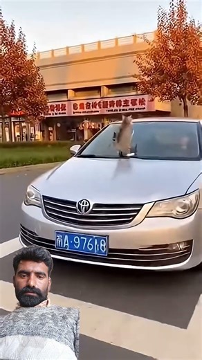 😂Furious Mother Cat Slaps Car Window Protecting Kittens at Crosswalk2.0 #foryou #meow #cat #viral