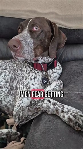 men fear getting German Shorthaired Pointer GSP Panzer... 💯😳🐶 #shorts #ytshorts #viral #trending
