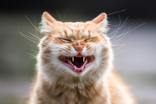 These Cat Puns and Jokes Are Purr-fectly Hilarious