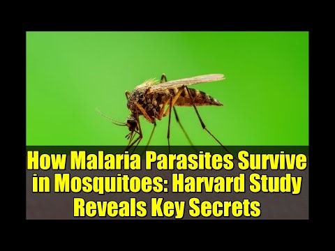 How Malaria Parasites Survive in Mosquitoes: Harvard Study Reveals Key Secrets