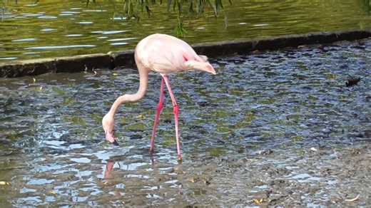 Flamingo, Pink, Bird. Free Stock Video