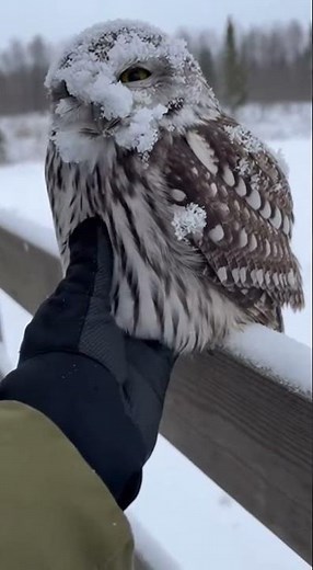 POV: You Find a Frozen Owl in -30°C Cold ❄️🦉