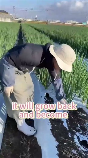 Each peanut plant can bear hundreds of peanuts.