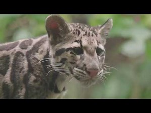 Clouded Leopard Cubs Learning to Climb