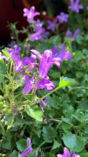 2026.04.10開花植物-達爾馬提亞風鈴草（桔梗科）