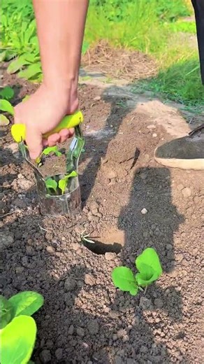 The process of growing vegetables is very easy #shorts