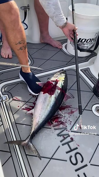 🍣🍣🍣🍣 #destin #florida #fyp #hookdcharters