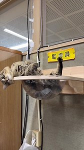 天空の城コテン#猫 | こてん