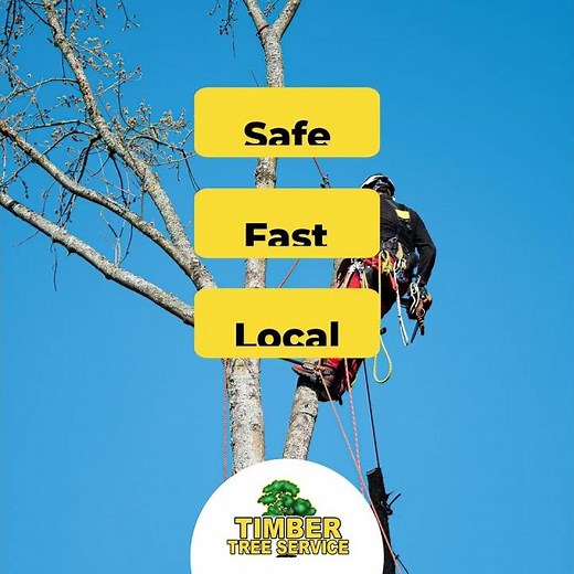 Timber Tree Service-Tree Service-1:1