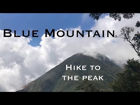 Hike up Blue Mountain, Jamaica