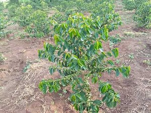 Essential Sustainable Coffee Growing Techniques You Can't Miss!