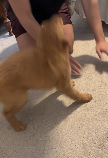Some baby maple to brighten your day🥹🥹 I cannot believe she’s already 10 months… this feels like yesterday. SHE WAS SO LITTLE😭😭😭 #fyp #foryou #goldenretrieverpuppy #cutestdogever #puppyfever