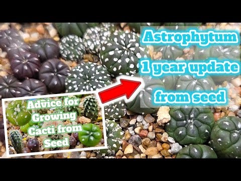 Astrophytum from Seed 1 Year Update!
