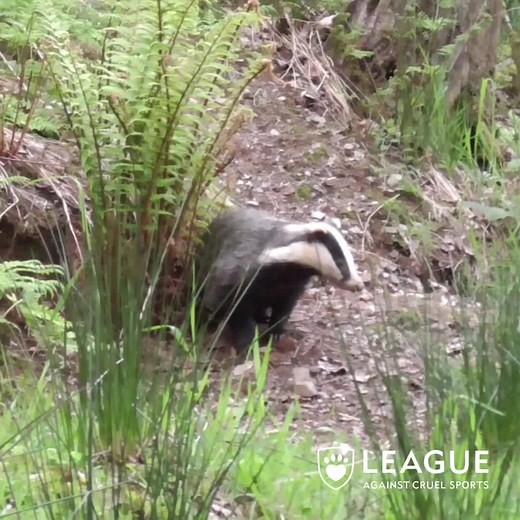 226K views · 1.9K reactions | The League Against Cruel Sports exists to protect animals from cruelty. To do this, we need the support of people who, like us, are driven by compassion and a desire for change. | League Against Cruel Sports | Facebook