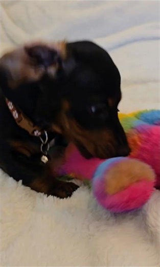 Mini Doxie Puppy Ace Playing with His Favorite Rainbow Toy 🌈🐾#puppy #puppylove #doxielife