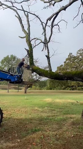 Too close felling 😕 #chainsaw #usa #stihl #treeservice #fbreels #treefelling | Tree Arborist