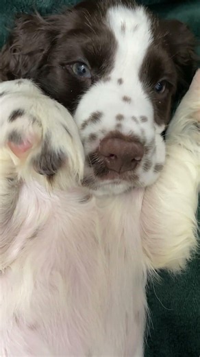 Springer spaniel puppies are out of this world. #englishspringerspaniel #puppy #puppyspot