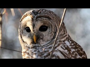 Barred Owl Calls | Barred Owl Sound Effects | Barred Owl Noises | Owl Sounds at Night | No Music