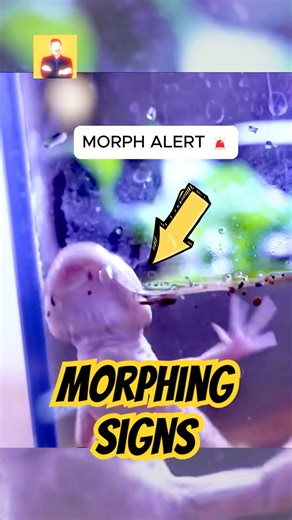 Don't Miss 5 Signs Your Axolotl Is About to Morph