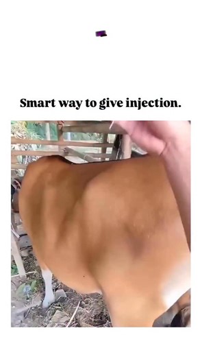 education. on Instagram: "The instagram post features a 24-second video demonstrating a veterinary technique for injecting cattle: a firm slap on the skin distracts the animal, allowing quick needle insertion with minimal stress or movement. This "slap-shot" method is a recognized best practice in livestock handling, as outlined in Virginia Tech's Beef Quality Assurance guidelines, which emphasize distraction to improve injection efficacy and animal welfare. Shared by Rwandan youth advocate @Gae