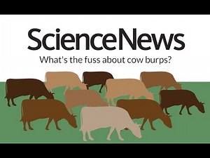 What's the fuss about cow burps? | Science News