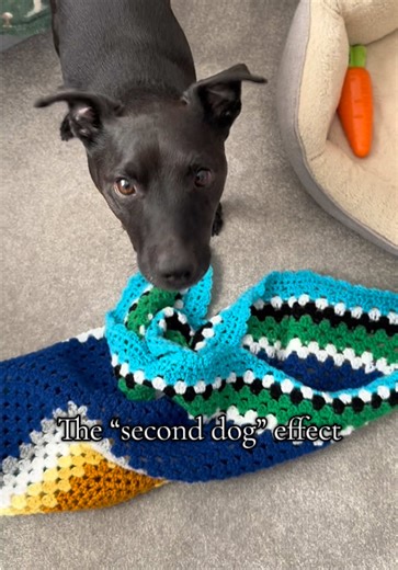 Understanding the Second Dog Effect in Reactive Dog Training