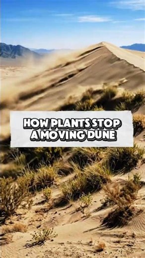 How Plants Stop a Moving Dune