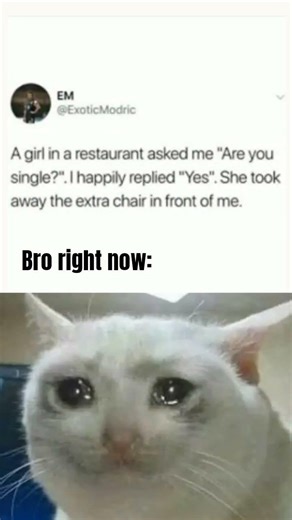 sad cat meme #catmemes #sad #memes