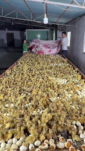 Picking duckling! #agriculture #duck #farming #egg #hatching