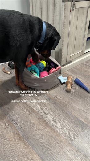 Dog Digs Through Toy Box for Favorite Toy