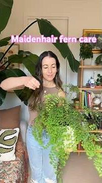 Maidenhair fern care! A Fluffy and Truly low light Houseplant the Adiantum raddianum #LowLight