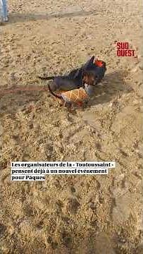 60 teckels réunis pour la « Toutoussaint » à Anglet #chien #puppy #teckel #cute