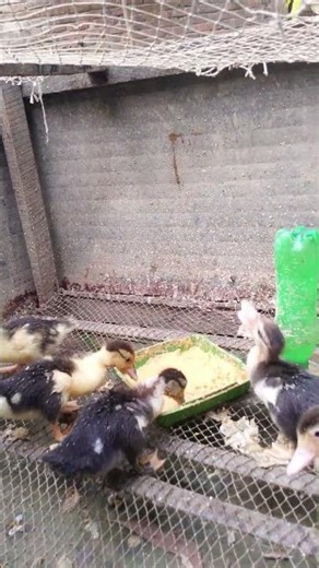 muscovy ducklings feeding the feed #muscovyducklings #feeding #farmlife #shorts