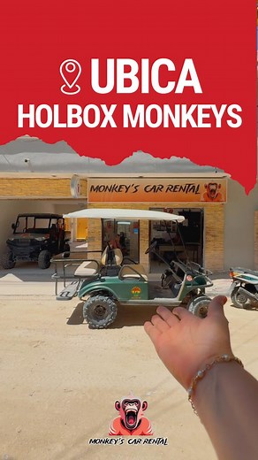Ubica la arrendadora más confiable ✔️de toda #islaholbox 🏝️ y renta tu #HolboxMonkeys 🐵 para descubrir los rincones de nuestro paraíso ✨. Más información ℹ️: https://wa.me/message/4H2XOOSTP4E4L1 | Holbox Monkeys