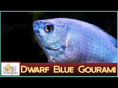 All About Dwarf Blue Gourami (Powder Blue Gourami): Metallic Blue Fish!
