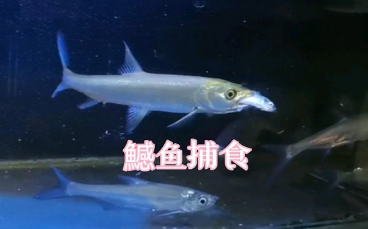 高清实拍鱤鱼捕食全过程