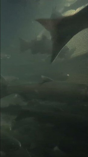 Hypnotic School of Coho Salmon Nature Short #Shorts #Underwater #CohoSalmon #WildlifeShorts #Salmon