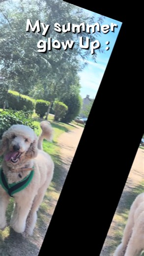 Standard Poodle Summer Haircut: Before & After Sneakers
