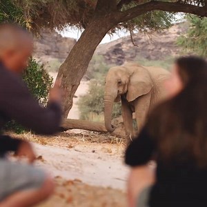 Want to experience the ultimate African safari? Here are 5 reasons you should travel with Yellow Zebra: 1. Safari specialists with first-hand experience 2. Unique, tailor-made itineraries 3. 24/7 on trip support 4. Financial protection 5. Voted as Europe’s Leading Safari Company Click ‘Get Quote’ and start planning your next safari today. | Yellow Zebra Safaris
