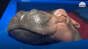 WATCH: What do you think Fiona is dreaming about? http://on.today.com/1xVfYxe | Today Show