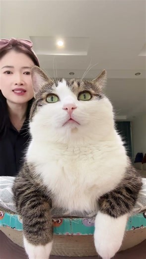 Adorable Kitten's Live Stream: Daily Life Unleashed! CuteKitten, DailyVlog, PetLover, Live