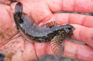 ENGLISH CHANNEL MAY STOP MANY ROCKPOOL SPECIES COLONISING UK