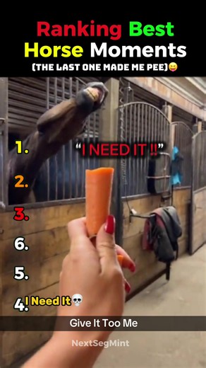 Funniest Horse Moments Ranked: Top 10 Hilarious Horse Clips