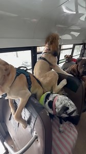 Excuse Me… Just Gonna Scooch In | K9 Konvoy