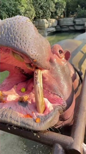 Hippo Eats a Whole Watermelon in One Bite 😱 Smart Hippo Feeding