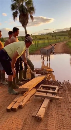 Burro 'preso' na enchente vira meme 😂 #humor #brasil #animais