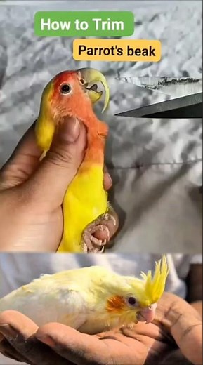 How to Trim a Parrot’s Beak 🦜 | Important Care & Safety Notes #ParrotCare #BirdCare #AvianHealth